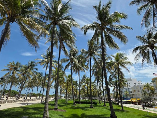 A sunny tropical garden with tall palm trees swaying over bright green lawns and a clear blue sky with clouds.